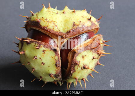 Close up of a two chestnuts in a shell that is slightly open Stock Photo