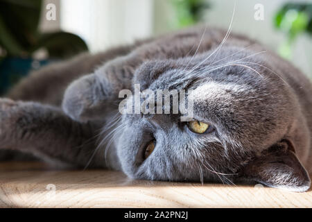 Grey cat lying on a table Stock Photo