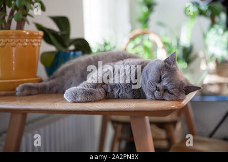 Grey cat lying on a table Stock Photo