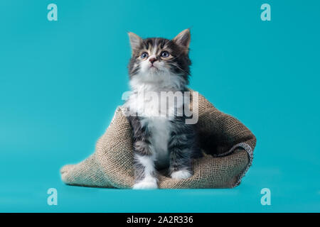 https://l450v.alamy.com/450v/2a2r336/tabby-cat-gets-out-of-the-sack-on-a-turquoise-background-2a2r336.jpg