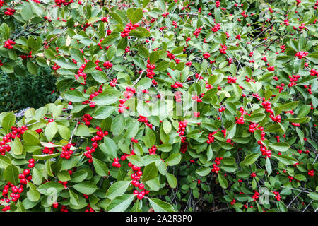 Ilex verticillata 'Red Sprite' berries Stock Photo