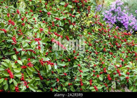 Winterberry Holly Ilex verticillata 'Red Sprite' berries on shrub Stock Photo