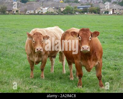Two brown cows in field of green grass in Honley Huddersfield Yorkshire England Stock Photo