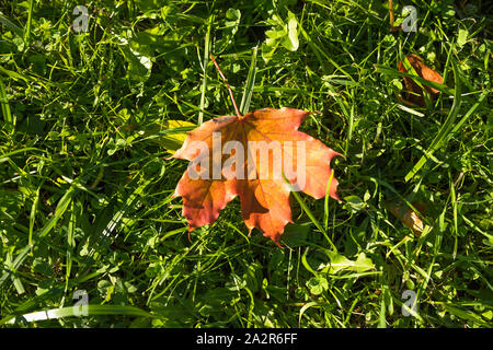 Autumn. Multicolored maple leaves lie on the grass. Stock Photo