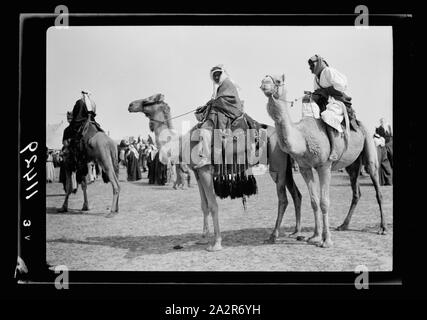 Race meeting (horse & camel). Beersheba. Camels paraded before the race Stock Photo