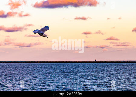 A seagull in flight glides above Lake Eerie's water, with an early morning sky behind it. Stock Photo