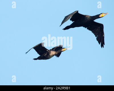 Two flying Great cormorants. Stock Photo