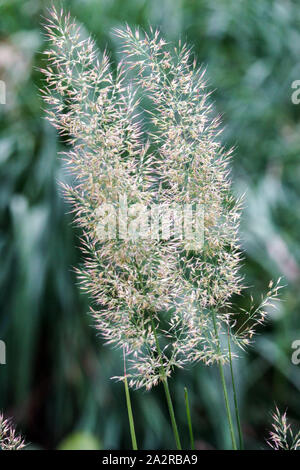 Korean Feather Reed Grass Calamagrostis arundinacea Stock Photo