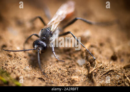 Sand-loving wasp (Larra anathema) in search of place to dig hole on sandy soil, destroys large Gryllotalpa witch harmful to agriculture, beneficial in