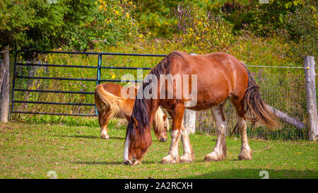 Two horses, one large and one a smaller pony, graze in a field in front of a fence and gate in the sunny weather. Stock Photo