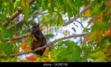 A black squirrel sits upright on the branch of a maple tree as it nibbles on its seeds while holding them with its paws. Stock Photo