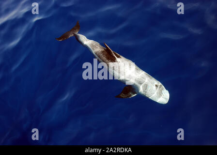 Risso's Dolphin (Grampus griseus) in the Red Sea Stock Photo