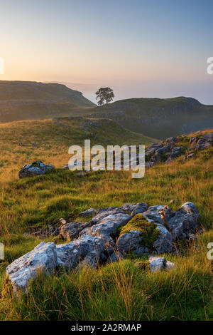 A lone tree sits on limestone pavement in the beautiful scenery of Malham Lings as the last mist of a summer temperature inversion catches the light. Stock Photo