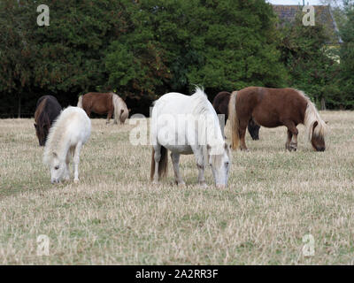 A herd of mares and foals graze in a winter paddock. Stock Photo