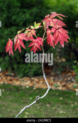 Paeonia suffruticosa 'Mure-Garasu' - Japanese Tree peony Red Peonies  Peony autumn leaves Stock Photo