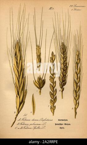Bearded wheat, Polish wheat and spelled, A: Triticum durum Desfontaines., - Bearded Wheat, B: Triticum polonicum L. - Polish Wheat, C and D: Triticum Spelta L. - Spelled, Spelled, Family: 24. Gramineae, 1. Hordeae - Grasses, Barley Grasses, Plate 51, to p. 108 (vol. 1), 1886, Otto Wilhelm Thomé: Prof. Dr. Thomé's Flora von Deutschland, Österreich und der Schweiz in Wort und Bild. Gera-Untermhaus: Verlag von Fr. Eugen Köhler, [1886 Stock Photo