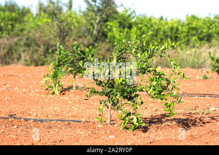 Orange tree seedling of a couple of years planted in the field in production Stock Photo