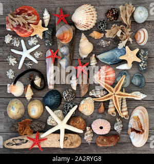 Driftwood, seashells, pebbles and seaweed abstract background  on rustic wood. Treasures of the sea concept. Flat lay. Stock Photo