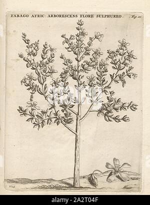 Fabago African- sulfur arborescens flower, fruit, round, Zygophyllum sessilifolium L, signed: P.S. (sculp.), Fig. 10, after p. 10, p. 37, Sluyter, P. (sc.), 1706, Caspari Commelin ... Horti Medici ... plantae rariores et exoticae. Lugduni Batavorum: apud Federicum Haringh, 1706 Stock Photo