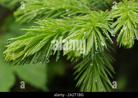 Close up of pine tree branch with raindrops Stock Photo