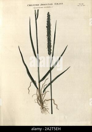 Crested Dogstail Grass Cynosurus cristatus, Meadow Crested Grass, Fig. 12, Pl. XII, after p. 828, R.W. Dickson: Practical agriculture, or, a complete system of modern husbandry: with the methods of planting, and the management of live stock. Bd. 2. London: printed for Richard Phillips; by R. Taylor and Co., 1805 Stock Photo