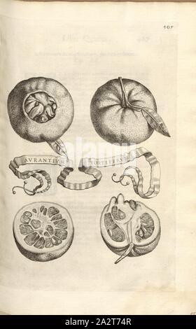 Aurantium foetiferum, Citrus fruit, Fig. 87, p. 403, 1646, Giovanni Battista Ferrari: Hesperides sive de malorum aureorum cultura et usu libri quatuor. Romae: sumptibus Hermanni Scheus, 1646 Stock Photo