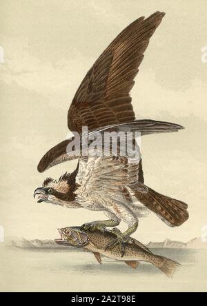 Audubon birds of america osprey hi-res stock photography and