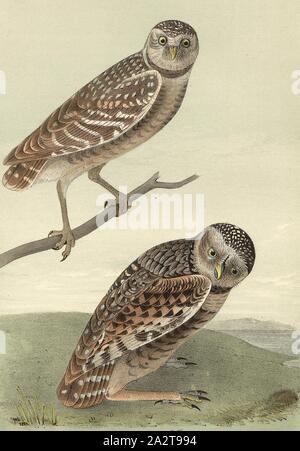 Burrowing Day-Owl, Rabbit Owl or Rabbit Owl (Athene cunicularia, Surnia cunicularia), Signed: J.J. Audubon, J.T. Bowen, lithography, Pl. 31 (vol. 1), Audubon, John James (drawn); Bowen, J. T. (lith.), 1856, John James Audubon: The birds of America: from drawings made in the United States and their territories. New York: Audubon, 1856 Stock Photo