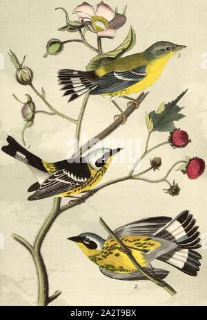 Black & yellow Wood-Warbler - Flowering Raspberry, Rubus odoratus, Forest Song (Sylvicola maculosa), Cinnamon Raspberry, Signed: J.J. Audubon, J.T. Bowen, lithograph, Pl. 96 (Vol. 2), Audubon, John James (drawn); Bowen, J. T. (lith.), 1856, John James Audubon: The birds of America: from drawings made in the United States and their territories. New York: Audubon, 1856 Stock Photo