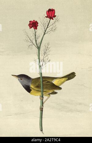 Mourning Ground-Warbler - Pheasant's-eye, Flos Adonis., Gray-headed Warbler (Geothlypis philadelphia, Trichas philadelphia), Autumn-Adonis (Adnois annua), Signed: J.J. Audubon, J.T. Bowen, lithograph, Pl. 101 (Vol. 2), Audubon, John James (drawn); Bowen, J. T. (lith.), 1856, John James Audubon: The birds of America: from drawings made in the United States and their territories. New York: Audubon, 1856 Stock Photo