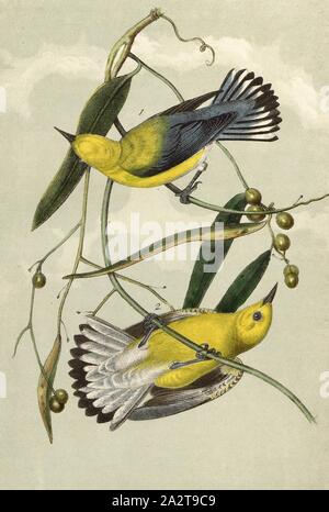 Prothonotary Swamp-Warbler, Lemon Warbler (Protonotaria citrea, Helinaia protonotarius), Signed: J.J. Audubon, J.T. Bowen, lithograph, Pl. 106 (vol. 2), Audubon, John James (drawn); Bowen, J. T. (lith.), 1856, John James Audubon: The birds of America: from drawings made in the United States and their territories. New York: Audubon, 1856 Stock Photo
