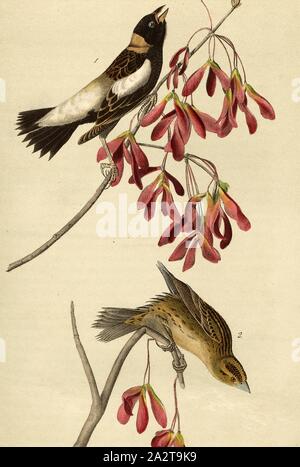 Wandering Rice-bird - Red Maple Acer Rubrum, Rice-bark, also Bobolink (Dolichonyx oryzivorus), red maple, Signed: J.J. Audubon, J.T. Bowen, lithograph, Pl. 211 (vol. 4), Audubon, John James (drawn); Bowen, J. T. (lith.), 1856, John James Audubon: The birds of America: from drawings made in the United States and their territories. New York: Audubon, 1856 Stock Photo