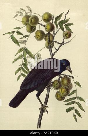 Common American Crow - Black Walnut, American Crow (Corvus brachyrhynchos, Corvus americanus), Black Walnut (Juglans nigra), Signed: J.J. Audubon, J.T. Bowen, lithograph, Pl. 225 (vol. 4), Audubon, John James (drawn); Bowen, J. T. (lith.), 1856, John James Audubon: The birds of America: from drawings made in the United States and their territories. New York: Audubon, 1856 Stock Photo