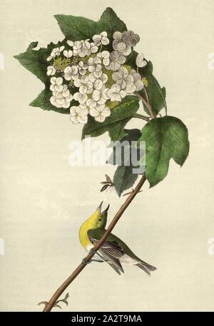 Yellow-throated Vireo, or Greenlet - Swamp Snowball Hydrangea quercifolia, Yellow-throated Vireo (Vireo flavifrons), Oak-leaved Hydrangea (Hydrangea quercifolia), Signed: J.J. Audubon, J.T. Bowen, lithograph, Pl. 238 (vol. 4), Audubon, John James (drawn); Bowen, J. T. (lith.), 1856, John James Audubon: The birds of America: from drawings made in the United States and their territories. New York: Audubon, 1856 Stock Photo