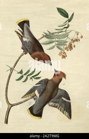 Black-throated Wax Wing or Bohemian Chatterer - Canadian Service Tree, Waxwing (Bombycilla garrulus), Signed: J.J. Audubon, J.T. Bowen, lithograph, Pl. 245 (vol. 4), Audubon, John James (drawn); Bowen, J. T. (lith.), 1856, John James Audubon: The birds of America: from drawings made in the United States and their territories. New York: Audubon, 1856 Stock Photo