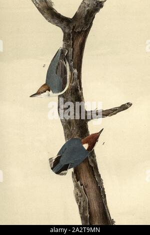 Brown headed Nuthatch, Brown-eared Nuthatch (Sitta pusilla), Signed: J.J. Audubon, J.T. Bowen, lithograph, Pl. 249 (Bd. 4), Audubon, John James (drawn); Bowen, J. T. (lith.), 1856, John James Audubon: The birds of America: from drawings made in the United States and their territories. New York: Audubon, 1856 Stock Photo