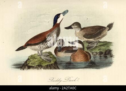 Ruddy Duck, Black-headed Duck (Oxyura jamaicensis, Fuligula rubida), Signed: J.J. Audubon, J.T. Bowen, lithograph, Pl. 399 (Vol. 6), Audubon, John James (drawn); Bowen, J. T. (lith.), 1856, John James Audubon: The birds of America: from drawings made in the United States and their territories. New York: Audubon, 1856 Stock Photo