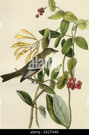 Least Flycatcher, Garden Tyrant (Empidonax minimus, Muscicapa minima), Signed: J.J. Audubon, J.T. Bowen, lithograph, Pl. 491 (vol. 7), Audubon, John James (drawn); Bowen, J. T. (lith.), 1856, John James Audubon: The birds of America: from drawings made in the United States and their territories. New York: Audubon, 1856 Stock Photo