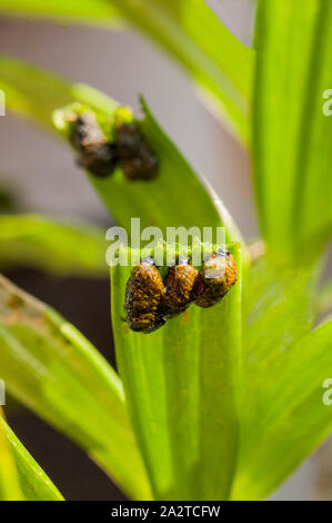 Larvae of Lily Beetle lilioceris lilii eating leaf of lily Stock Photo