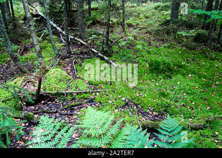 Broken logs and tree branches lie on the green grass in the forest. Forest background. Autumn landscape. Stock Photo