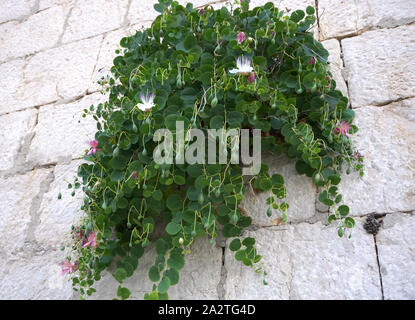 Green flowering plant Capparis spinosa or capers on the stone wall Stock Photo