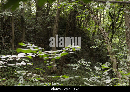 Curved tree falling over understory and unfocused plant on the left Stock Photo