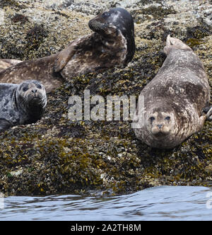 Harbor seals harbour seals, or  common seals  (Phoca vitulina)  of various colours and markings rest on seaweed covered rocks at low tide. Stock Photo