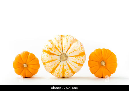 Traditional Thanksgiving mini pumpkins. Bright orange and tiger seasonal fall pumpkins isolated on a white background. Stock Photo