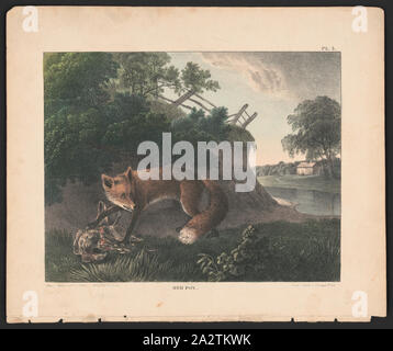 Red fox / from nature and on stone by Doughty ... ; Childs lith. Stock Photo