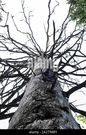 Old Knobby Tree in the Bavarian Alps Stock Photo