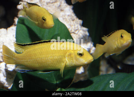 Lemon yellow labidochromis, Labidochromis caeruleus Stock Photo