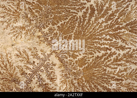 Backgrounds and textures: abstract fossilized tree-like pattern on a stone surface, natural background Stock Photo