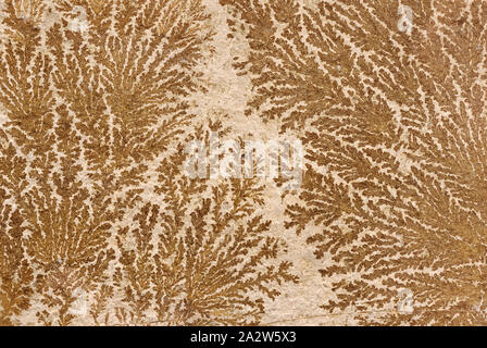 Backgrounds and textures: abstract fossilized tree-like pattern on a stone surface, natural background Stock Photo