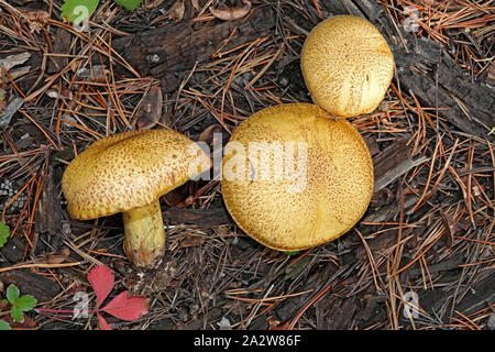 Suillus tomentosus mushrooms, also called Poor Man's Slippery Jack,or Woolly-capped Suillusa. They are a large brown mushroom, usually considered non- Stock Photo